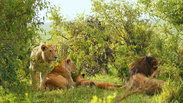 SLO MO Lion Family Relaxing on Grassy Savannah at Masai Mara Reserve