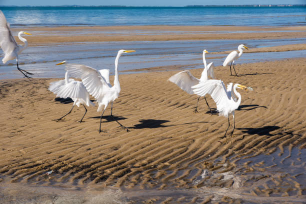 istock Several white herons on the edge of a beach. 2115688935