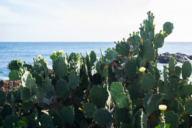 Prickly pear cactus against sea rocks and blue sky. Preserved nature.