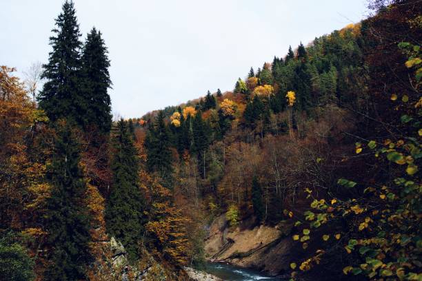Autumn forest landscape trees nature fresh air. High quality photo
