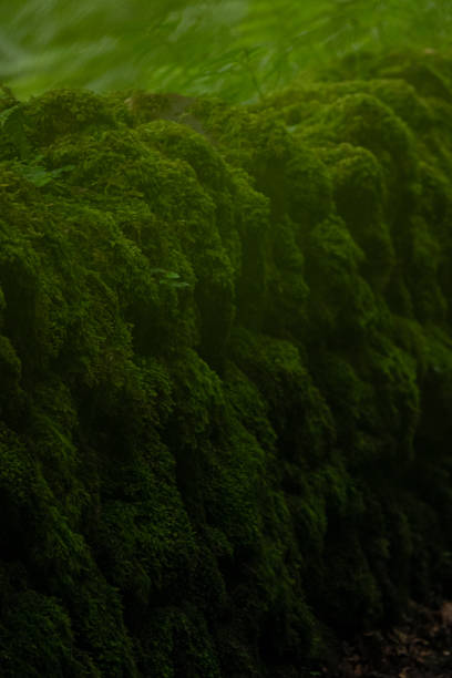 CLOSE UP, DOF: Dry stone wall covered with a rich texture of vibrant green moss. Enchanting view of overgrown wall in moist rural environment. A wonderful work of nature found near a shady forest.
