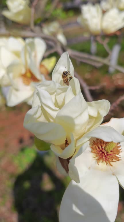 Magnolia denudata  bloom in spring