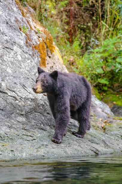 istock Wild black bear sow in southern Oregon 2115783162