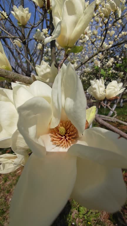 Magnolia denudata  bloom in spring