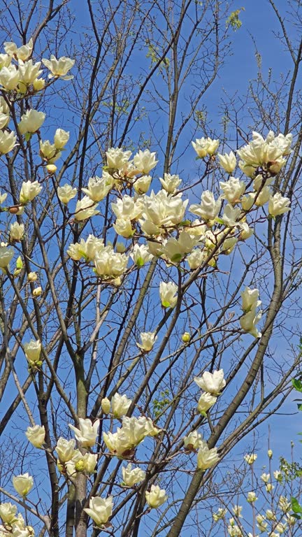 Magnolia denudata  bloom in spring