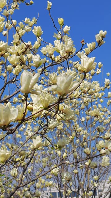 Magnolia denudata  bloom in spring