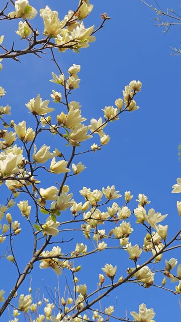 Magnolia denudata  bloom in spring