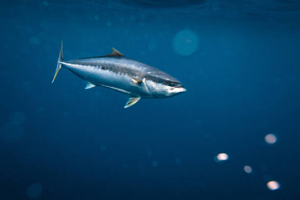istock Yellowtail kingfish swimming in deep blue ocean water 2115807282