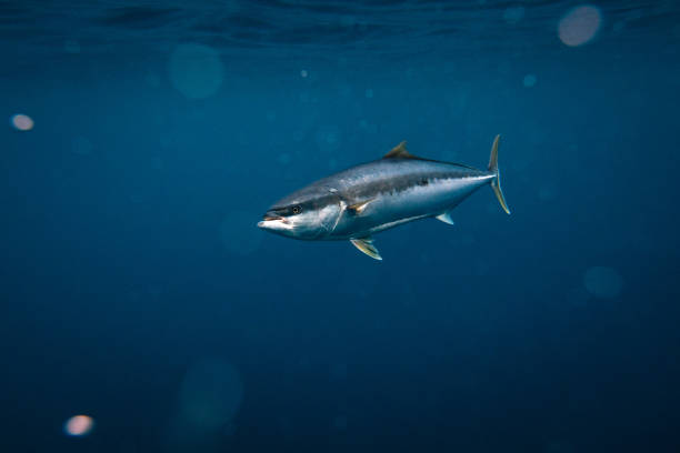 istock Yellowtail kingfish swimming in deep blue ocean water 2115807292