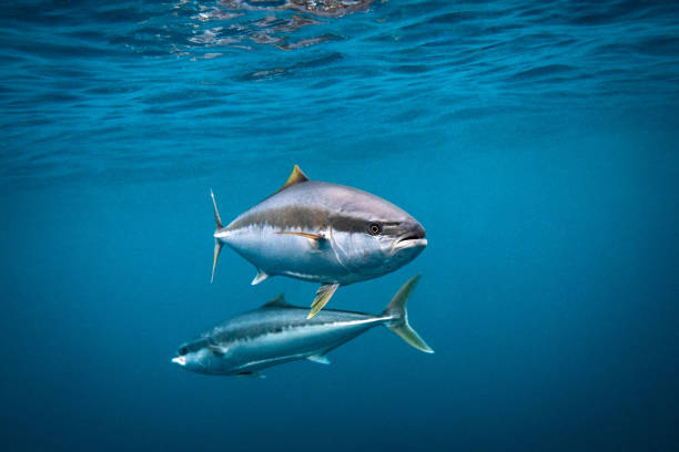 istock Yellowtail Kingfish swimming in deep blue ocean water 2115807794