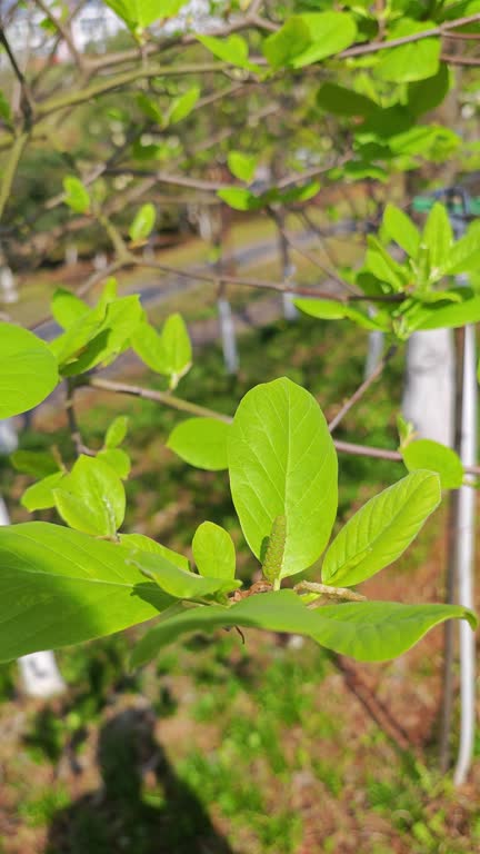 Magnolia denudata budding in spring