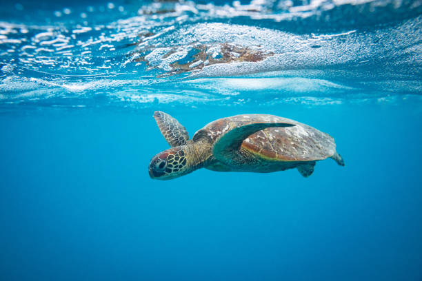 istock A small green sea turtle swimming below the ocean's surface 2115811926
