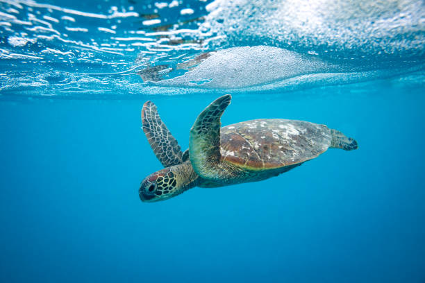 istock A small green sea turtle swimming below the ocean's surface 2115812436