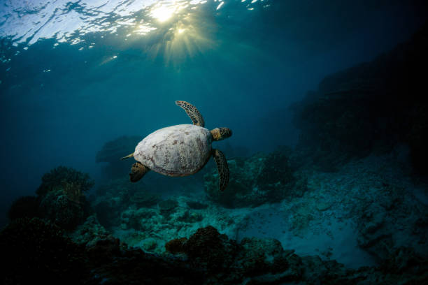 istock A beautiful sand covered sea turtle gliding over a tropical reef 2115814512