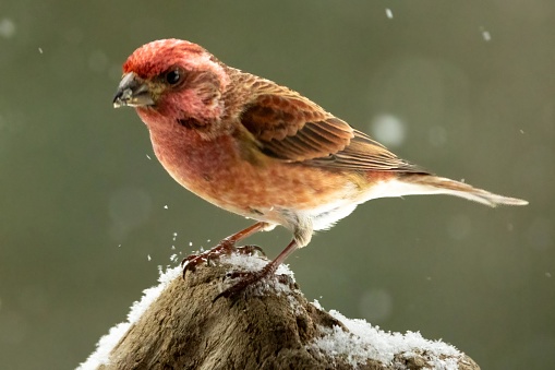 Purple finches visit northern New England seasonally, and are especially abundant in the winter, where they provide a colorful relief from the cold, snowy white season.