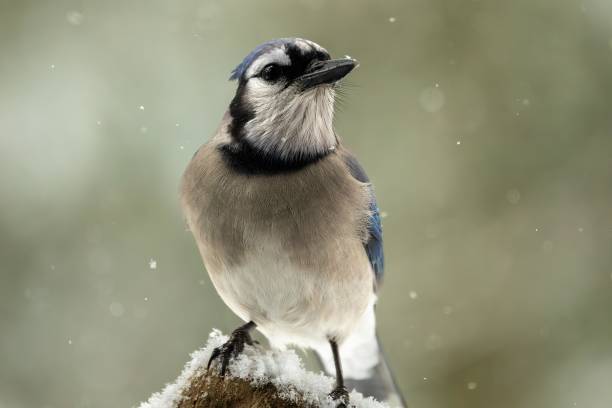 istock A Blue Jay enjoys a winter snow storm 2115825377