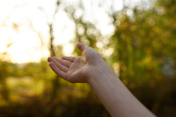 female hand nature park summer trees sun green grass. High quality photo