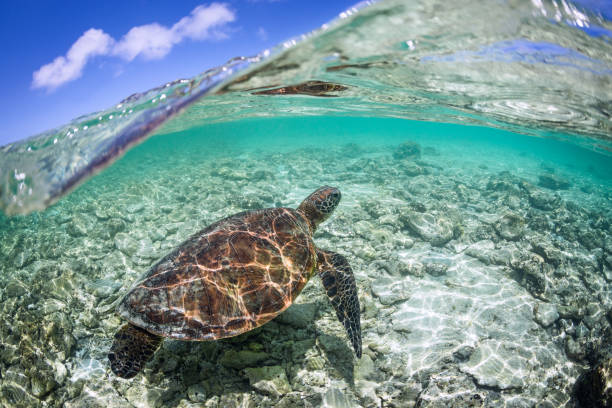 istock Turtle swimming in crystal clear water on the Great Barrier Reef 2115838653