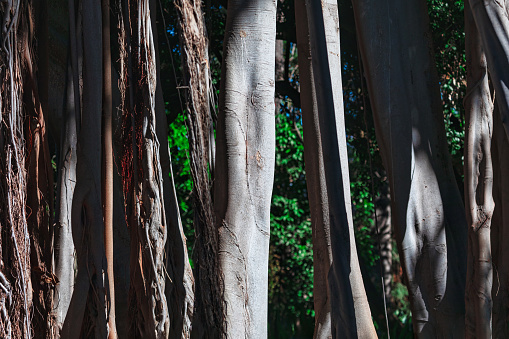 Lush rainforest with massive Banyan tree trunks and sprawling branches