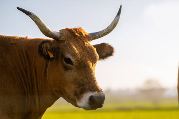 istock brown cow in the field 2115841208
