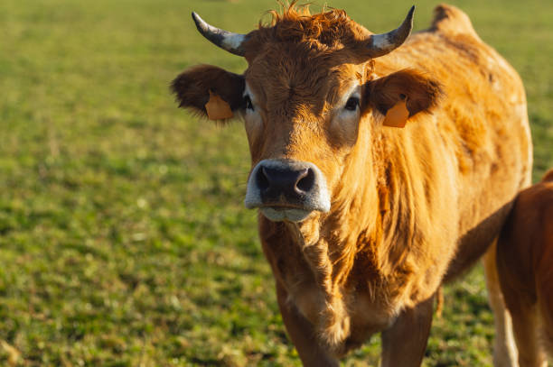 istock brown cow in the field 2115841210