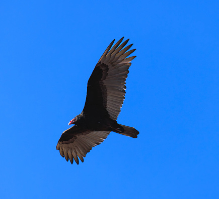 A Turkey Vulture flying with wings spread head quarter to camera in blue sky