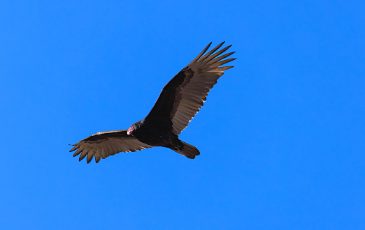 A Turkey Vulture flying with wings spread head quarter to camera in blue sky