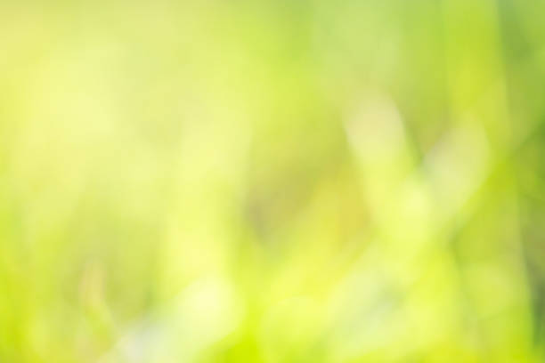 istock green grass leaf in garden with blur background 2115848795