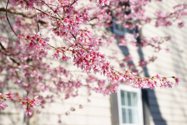 istock Background of Spring. Beautiful cherry blossom blooming 2115850985