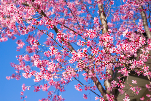 Background of Spring. Beautiful flowers bloom. Cherry blossom shows its beautiful pinky color. Roses, condilla daylily... also prepare to show their new circle of lives with new shoots or leaves.