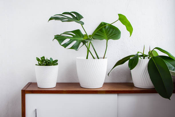 istock Green house plants in white pots stand on shelf. 2115857518
