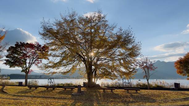 istock Autumn in lake 2115878488