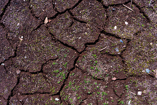 Muddy Cracks with Springtime Greenery Emerging - Dirt on ground with natural items like sticks, grass, and small pebbles with first signs of spring.