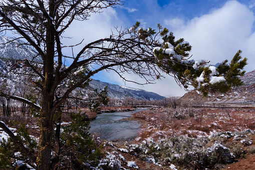 Pinyon Pine Snowy Winter Scene Along Eagle River Colorado - Landscape scenic with tree framing river in late winter/early spring on sunny day. Gypsum, Colorado USA.