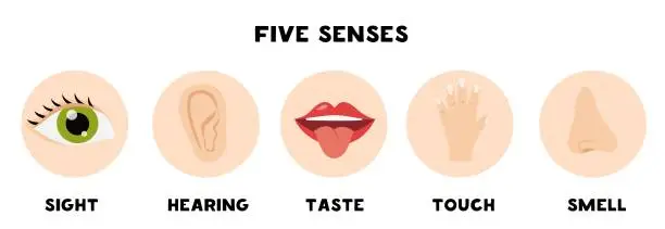 Vector illustration of Five senses poster. Sense of hearing. Worksheet for kids.