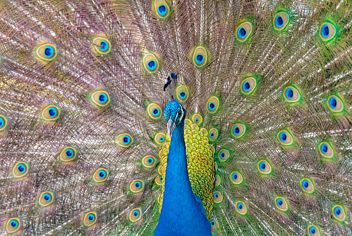 Beautiful Indian peacockÂ displaying his tail