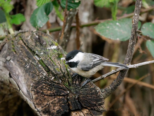 Chickadee perched on a dead tree limb in the Willamette Valley of Oregon. Edited