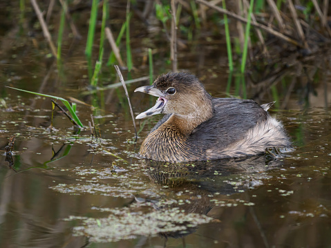 Pied-billed Grebe in a pond in Washington State.