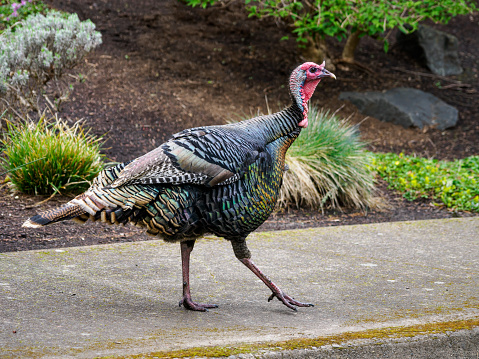 Wild Turkey on a sidewalk in Eugene, Oregon neighborhood. Meleagris gallopavo.