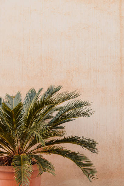 istock Palm tree on the stone beige background 2115967541