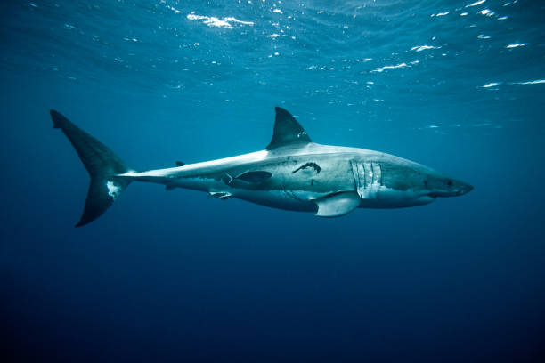 istock Great white shark swimming in blue water below the surface 2115968083