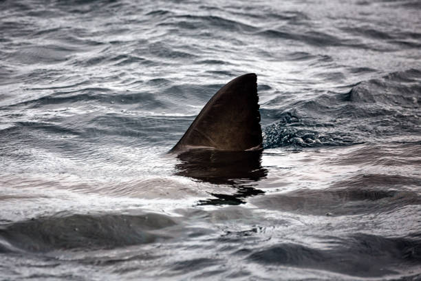 The ominous dorsal fin breaching the sea surface