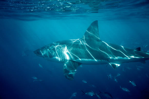 Large great white shark with ripple reflections on body