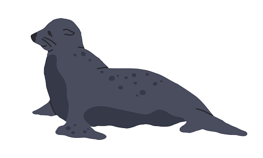 Fur seal. Wild antarctic mammal animal, cute sea lion, marine animal flat vector illustration. Hand drawn seal on white