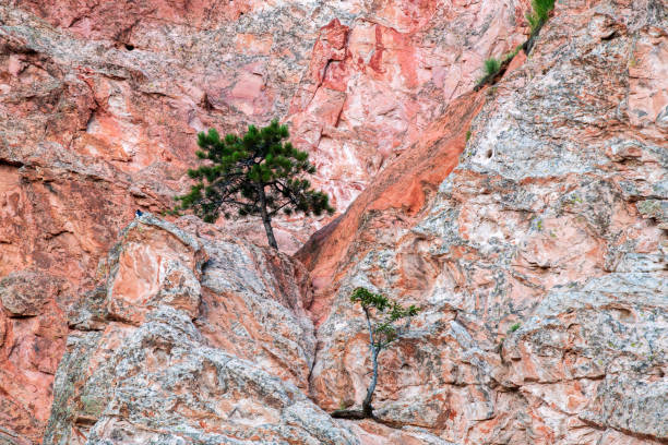 Pine tree at Garden of the Gods, Colorado, USA