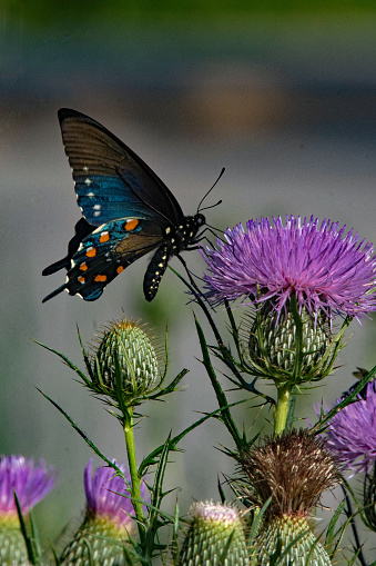 Butterflies - Pipevine Swallowtail & Thistle