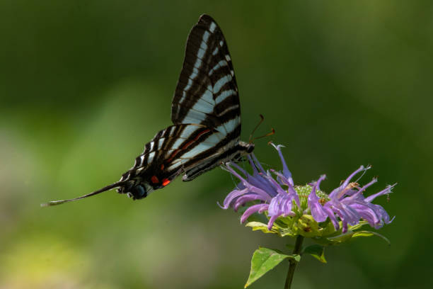 Butterflies - Zebra Swallowtail Close-up