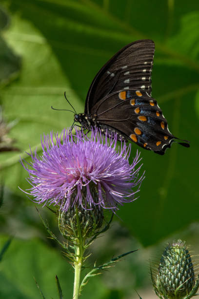 istock Butterflies - Spicebush Swallowtail on Thistle Vertical 2116000227