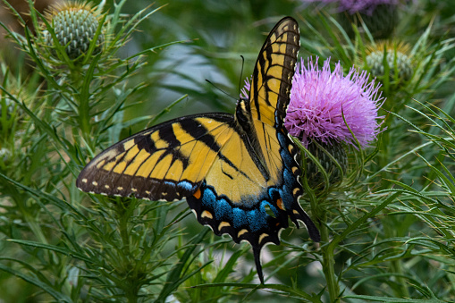 Butterflies - Eastern Tiger Swallowtail with Wings Spread