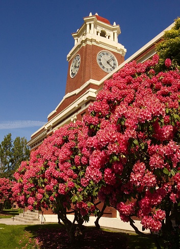 The Clallam County Courthouse clock tower in the spring with rhododendrons